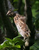 Ruffed Grouse