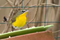 Yellow-breasted Chat