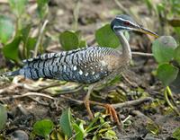 Sunbittern