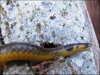 One of three different snakes from forests in the Nature Reserve.