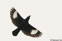 Crested Myna 八哥