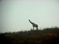 Giraffe (Masaigiraff) - Giraffa camelopardalis tippelskirchi