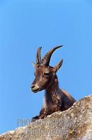 Alpine ibex stock photo
