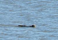 Swimming     through a very cold river does not deter an arctic fox at all. During the