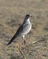 Eastern Chanting Goshawk