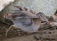 Solitary Snipe Gallinago solitaria 청도요