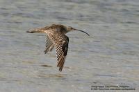 Far Eastern Curlew Numenius madagascariensis