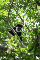 Black and White Colobus Monkey (Colobus guereza)