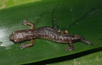 : Bolitoglossa synoria