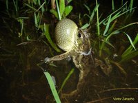 : Bufo fernandezae