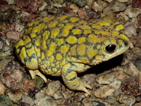 : Bufo retiformis; Sonoran Green Toad