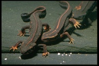 : Cynops ensicauda ensicauda