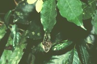 : Dendropsophus berthalutzae