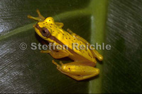 : Dendropsophus rhodopeplus