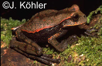 : Gastrotheca testudinea
