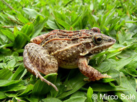 : Leptodactylus fuscus