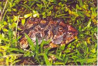 : Pleurodema fuscomaculatum