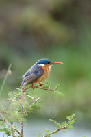: Alcedo cristata galerita; Malachite Kingfisher
