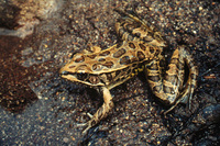 : Rana magnaocularis; Leopard frog