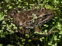 : Rana yavapaiensis; Lowland Leopard Frog