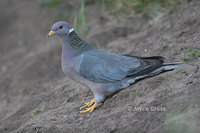 : Columba fasciata; Band-tailed Pigeon