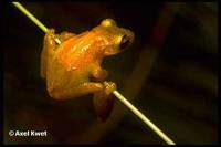 : Scinax berthae