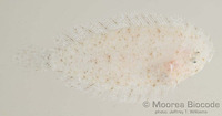 : Aseraggodes sp.