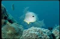 : Chaetodon sp.