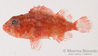 : Scorpaenodes parvipinnis