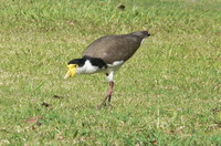 : Vanellus miles; Masked Lapwing