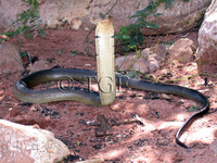 : Boulengerina annulata stormsi; Storm's Water Cobra