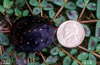 : Clemmys guttata; Spotted Turtle (Hatchling)