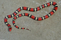 : Lampropeltis triangulum elapsoides; Scarlet King Snake