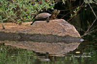 : Mauremys leprosa