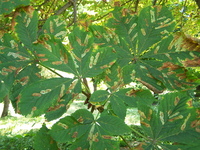 : Cameraria ohridella; Horse Chestnut Leaf-miner;