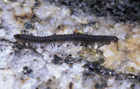 : Chelojulus sculpturatus; Millipede