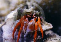 : Dardanus sp.; Orange Hermit Crab