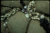 : Tegula funebralis; Black Truban Snail