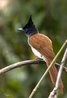 Terpsiphone paradisi  Asian Paradise Flycatcher photo