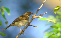 Red-eyed Bulbul (Pycnonotus brunneus)