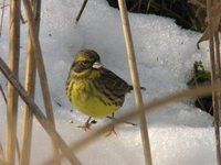 Emberiza spodocephala Black-faced Bunting アオジ