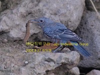 바다직박구리Blue Rock Thrush