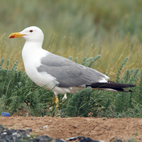 Steppe Gull