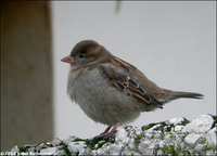 House Sparrow Passer domesticus