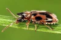 Notoxus monoceros