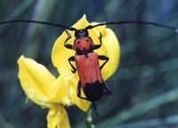 Purpuricenus desfontainii inhumeralis
