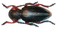 Dorcadion gallipolitanum atritarse