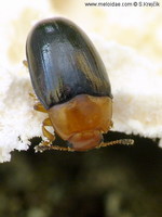 Triplax rufipes