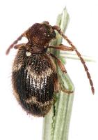 Ptinus rufipes