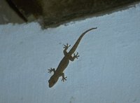 Kleine Madagascar Gekko (ongeïdentificeerd) 43K